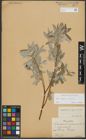 Foto von Salix repens L. x Salix viminalis L.